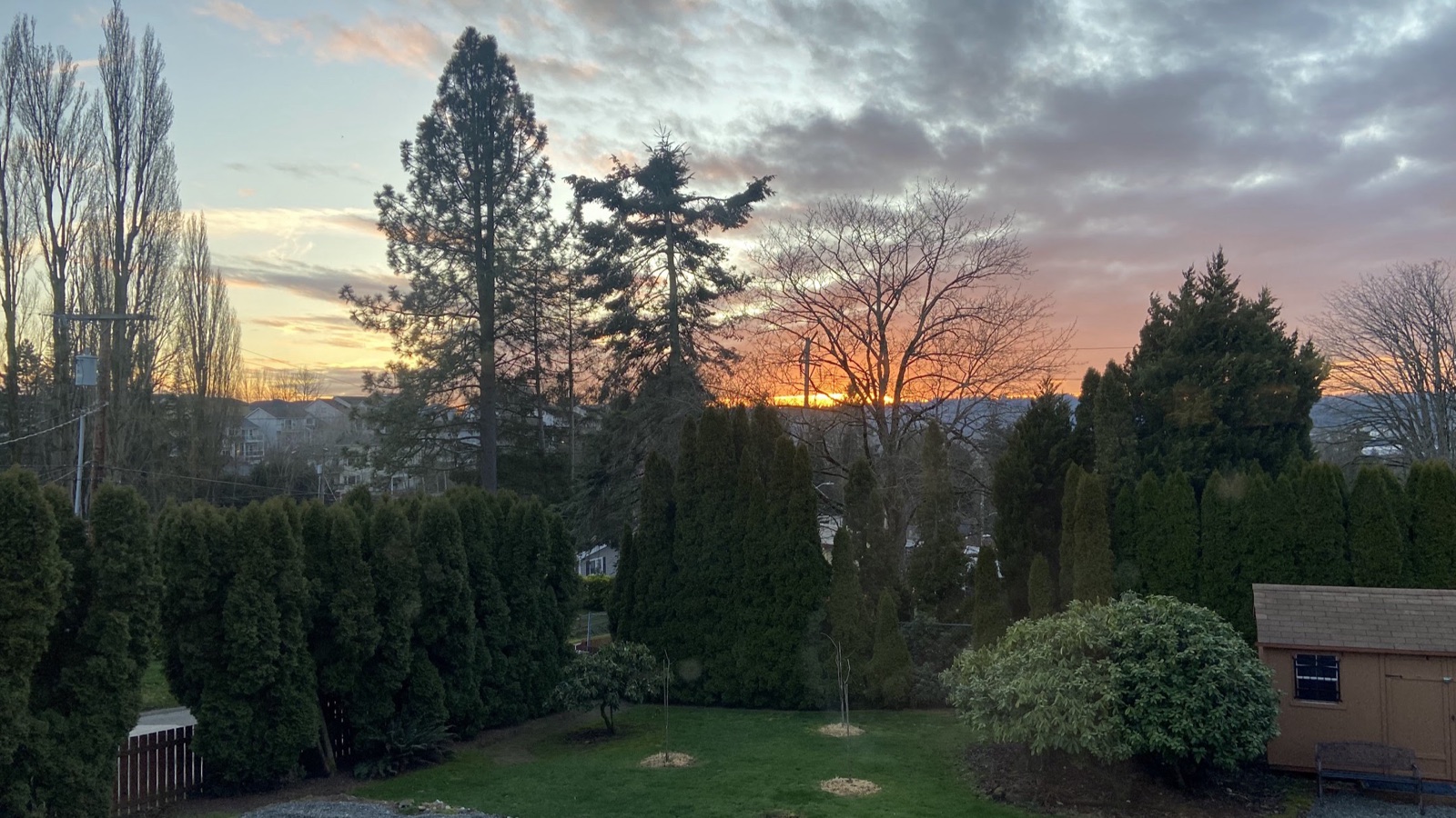 The same ground before the garden — bare trees, the arborvitae hedge, and freshly planted saplings under a sunset sky.