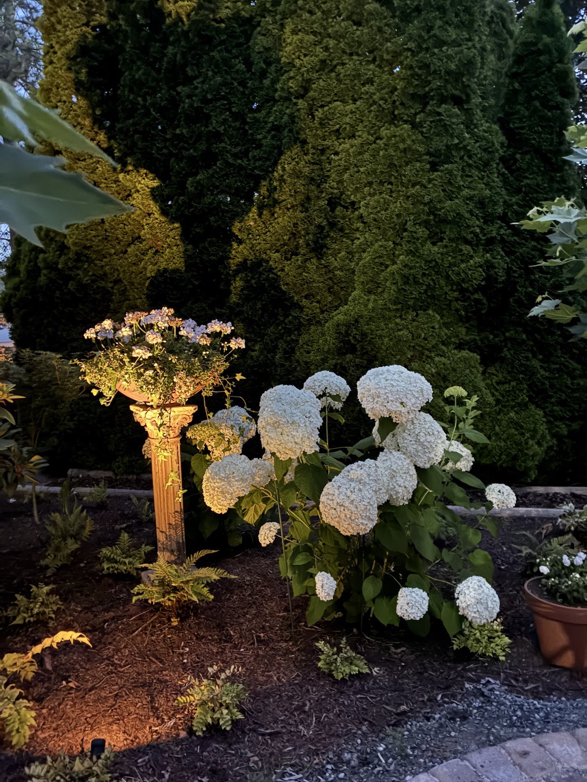 White hydrangeas glowing at dusk beside an uplit urn on a column.