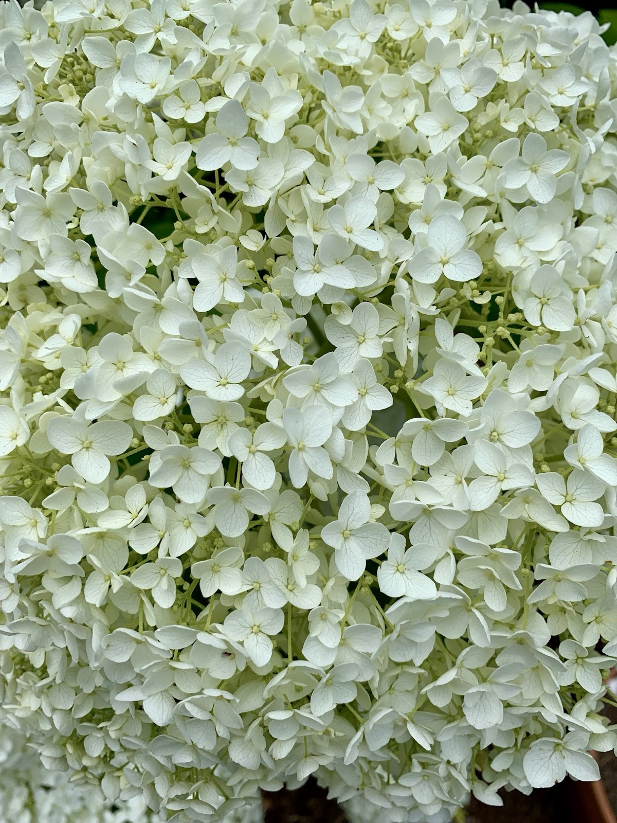 Close view of a full white Annabelle hydrangea head in bloom.