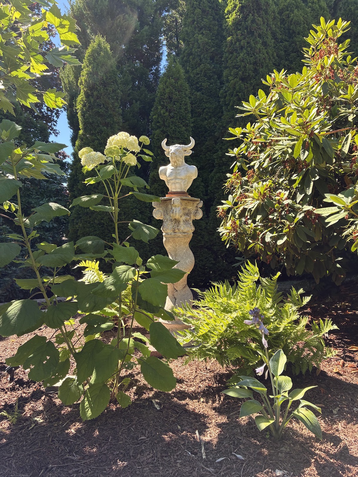 A horned minotaur bust on a weathered Ionic stone column, framed by white hydrangeas, ferns, and hostas in summer sun.